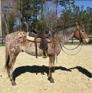 Ruin Appaloosa Te koop 2016 Bruin / Bai