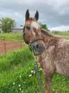 Ruin Appaloosa Te koop 2016 Bruin / Bai