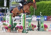 À VENDRE – Sandro Van’t Ertsenhof Z (11 ans, Hongre Zan