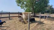 Projet ELEVAGE sur 8 hectares - proche DORDOGNE