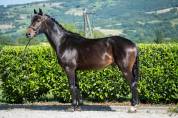 Vends talentueux cheval de dressage 