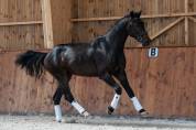 Vends talentueux cheval de dressage 