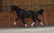 Vends talentueux cheval de dressage 