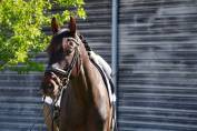 KWPN 7 ans par Sandreo x Quazar – Potentiel Dressage
