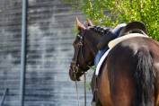 KWPN 7 ans par Sandreo x Quazar – Potentiel Dressage