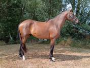 Caballo castrado Silla Francés En venta 2022 Bayo por COULEUR LATOUR