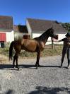 Cheval PS 5 ans 