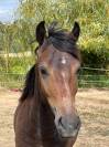 Magnifique poney 