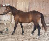 Magnifique poney 