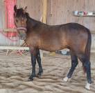 Magnifique poney 