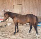 Magnifique poney 