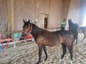 Magnifique poney 