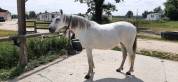 DONA JUMENT PR  LUSITANIENNE 12 ans LOISIR