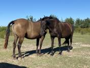 Draagmerrie Lusitano Te koop 2009 Zwart