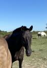 Draagmerrie Lusitano Te koop 2009 Zwart