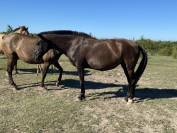 Draagmerrie Lusitano Te koop 2009 Zwart