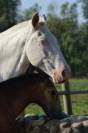 Draagmerrie Lusitano Te koop 2009 Crème ,  Verdi Sc
