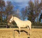 Draagmerrie Lusitano Te koop 2009 Crème ,  Verdi Sc