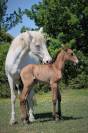 Draagmerrie Lusitano Te koop 2009 Crème ,  Verdi Sc