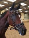 DRESSAGE -Jument de 8 ans - 1,70 m - Zangersheide