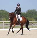 DRESSAGE -Jument de 8 ans - 1,70 m - Zangersheide