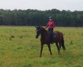 DRESSAGE -Jument de 8 ans - 1,70 m - Zangersheide
