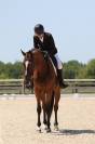 DRESSAGE -Jument de 8 ans - 1,70 m - Zangersheide