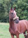 DRESSAGE - Jument de 8 ans - 1,70 m - Bai