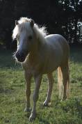 Poney 