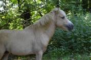 Poney 