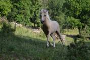Poney 
