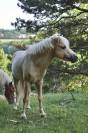 Poney 