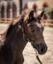 Exceptionnel Yearling par Impérial du Blin x Pondi