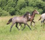 Exceptionnel Yearling par Impérial du Blin x Pondi