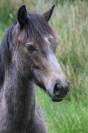 Exceptionnel Yearling par Impérial du Blin x Pondi