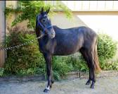 Jument 2 ans Hokkaido De Menjo X L’arc De Triomphe 