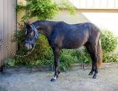 Jument 2 ans Hokkaido De Menjo X L’arc De Triomphe 