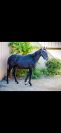 Jument 2 ans Hokkaido De Menjo X L’arc De Triomphe 