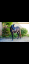 Jument 2 ans Hokkaido De Menjo X L’arc De Triomphe 