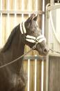 À vendre Ponette D de sport 