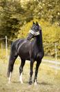 À vendre Ponette D de sport 