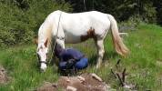 Jeune cheval ONC 5ans