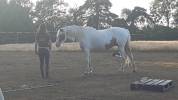 Jeune cheval ONC 5ans