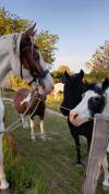 Jeune cheval ONC 5ans