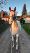 Jeune cheval ONC 5ans