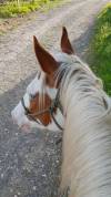 Jeune cheval ONC 5ans