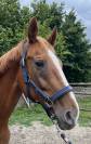 Magnifique jument hanovrienne 14 ans 1m68