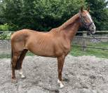 Magnifique jument hanovrienne 14 ans 1m68