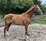 Magnifique jument hanovrienne 14 ans 1m68