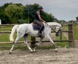 Très jolie jument hanovrienne 14 ans 1m68